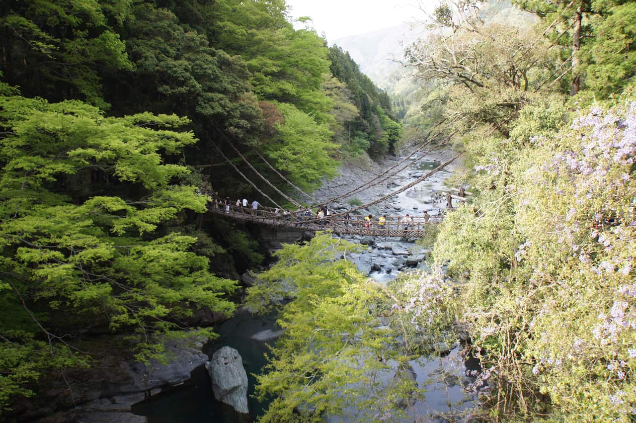 祖谷溪上以真正葛藤編成的祖谷藤蔓橋