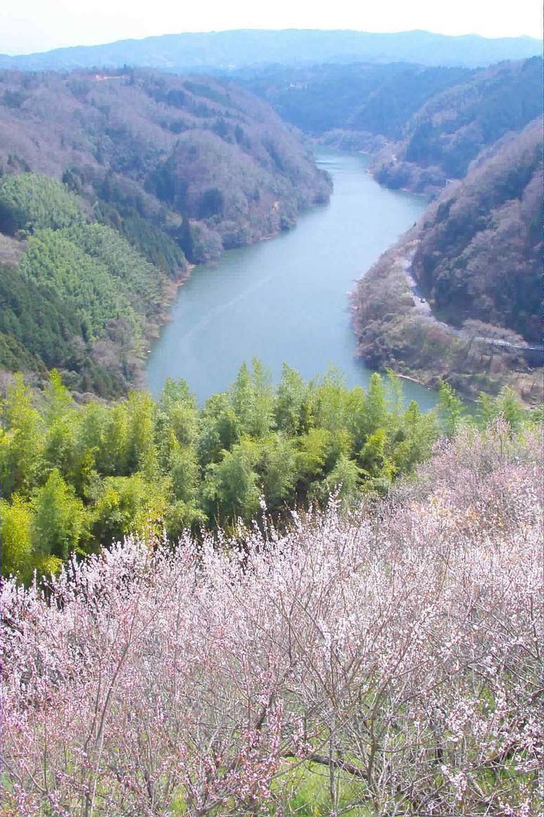 從高處俯瞰月瀨梅溪,前景是整片淡粉色梅林,下方是名張川攔水後形成的青綠色溪谷與兩側山林