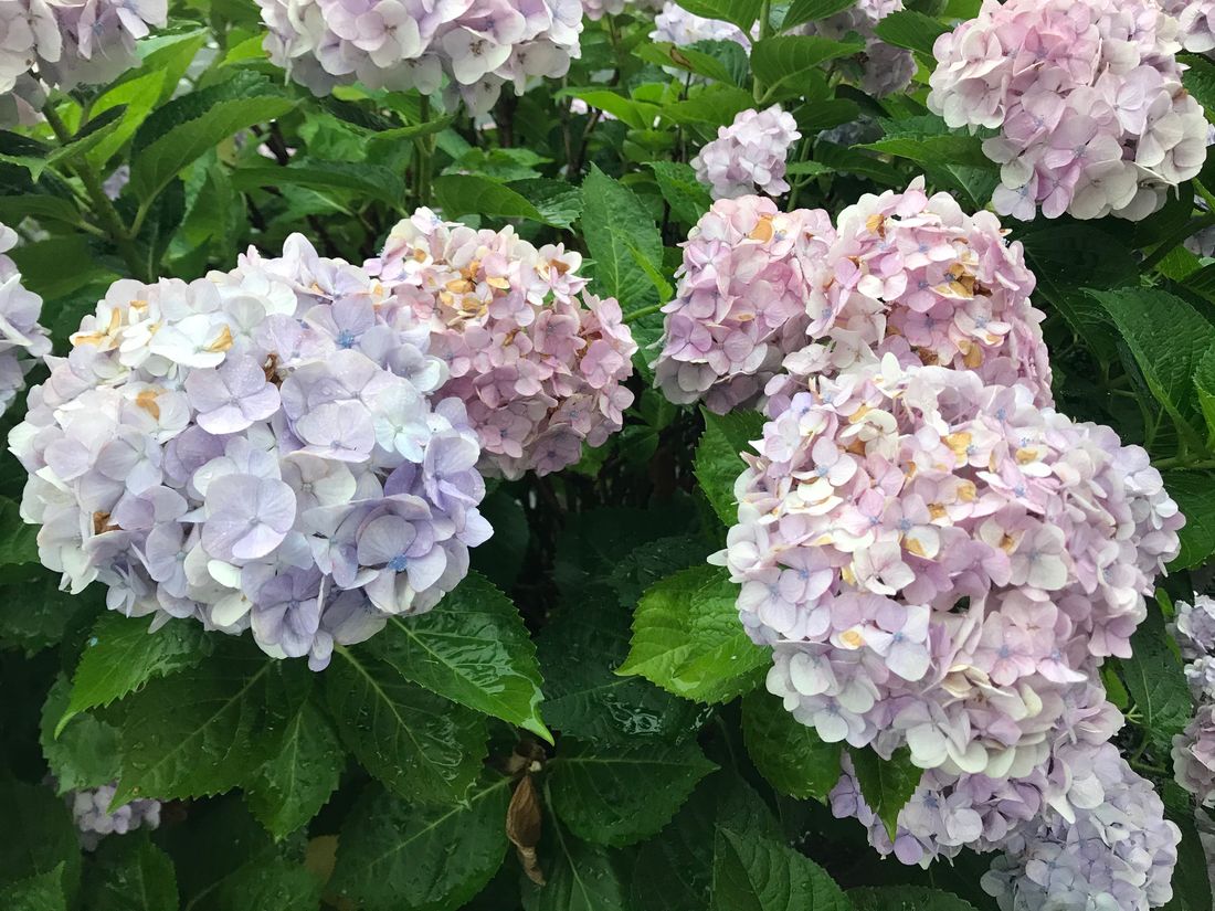 一叢淡紫與粉白的繡球花,好幾顆花球擠在一起,下方深綠色的鋸齒狀葉片上還積著剛下過雨的水珠