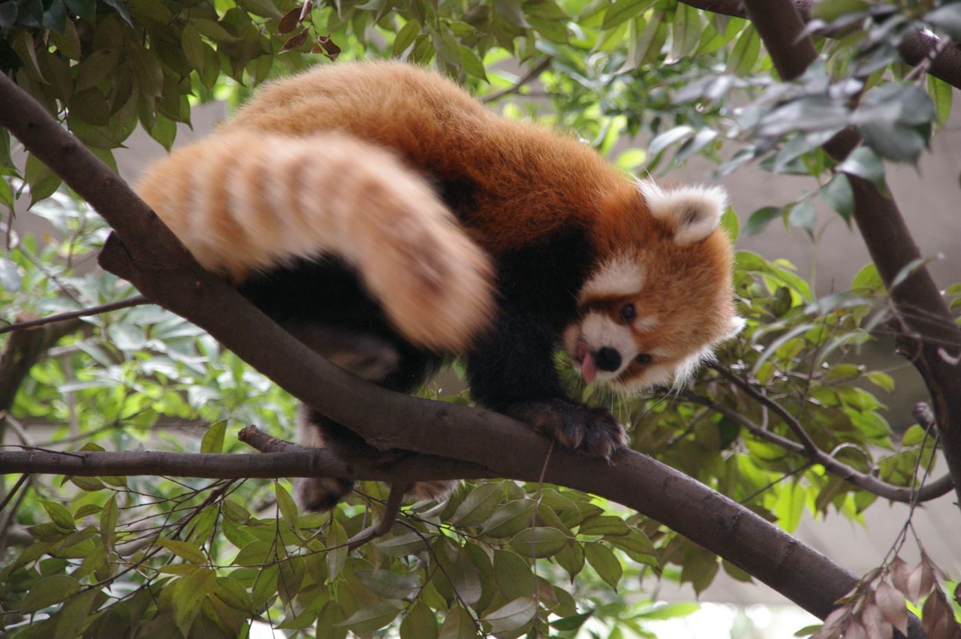 一隻小貓熊在樹枝上低頭前行:紅棕色的背、黑色的四肢與腹部、白色的臉部斑紋與白邊耳朵,身後拖著一條有明暗環紋的長尾巴,四周是綠葉