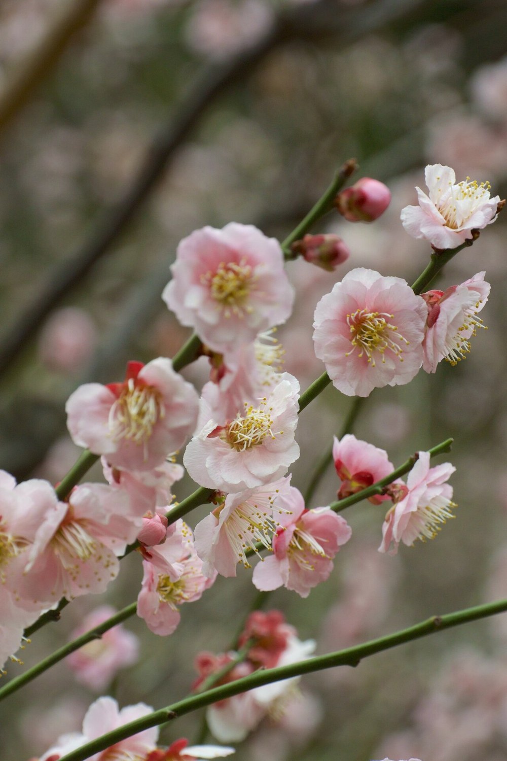 梅花近拍:淡粉色圓形花瓣的花朵幾乎沒有花梗,一朵一朵直接貼在綠色枝條上,旁邊還有未開的紅色花苞