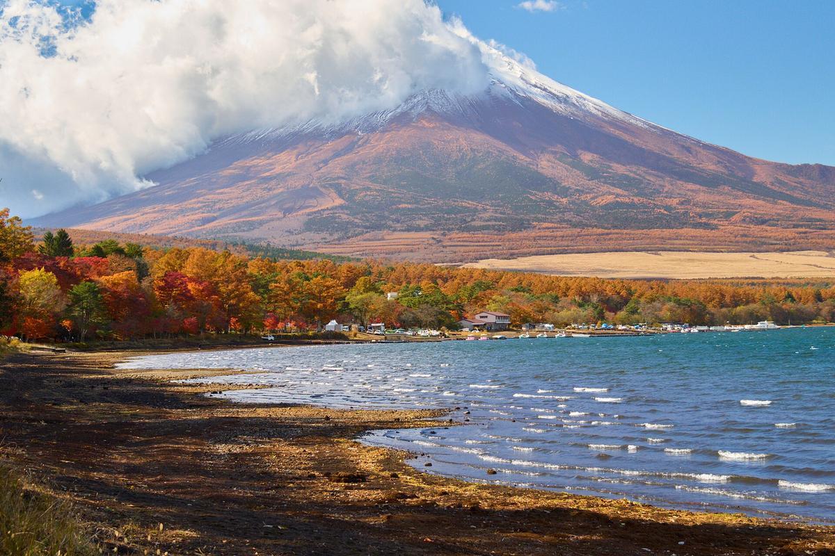 11 月從山中湖岸看富士山:山頂整片被白雲蓋住,只看得到山腰,前景是紅黃紅葉樹林、起浪的湖面和石礫湖岸