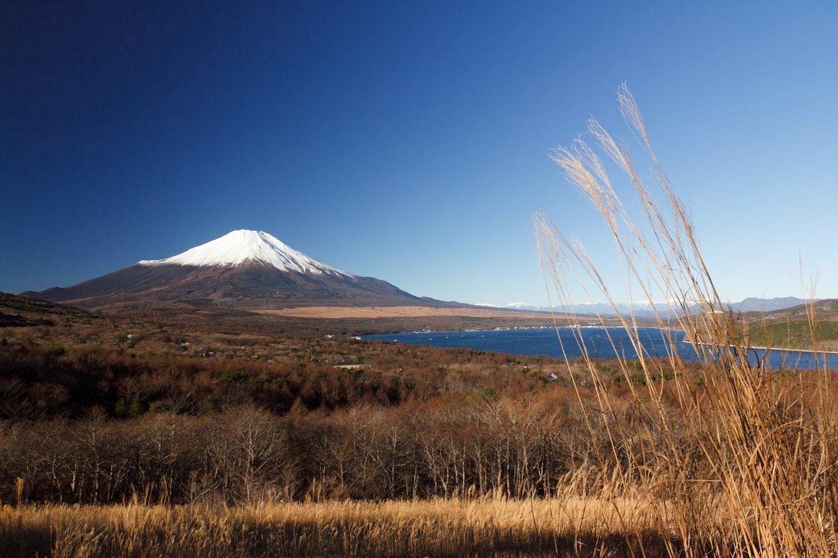 12 月初從パノラマ台往下看:前景是枯黃的芒草和低矮樹林,遠方是山頂積雪的富士山,山腳下露出一段藍色的山中湖