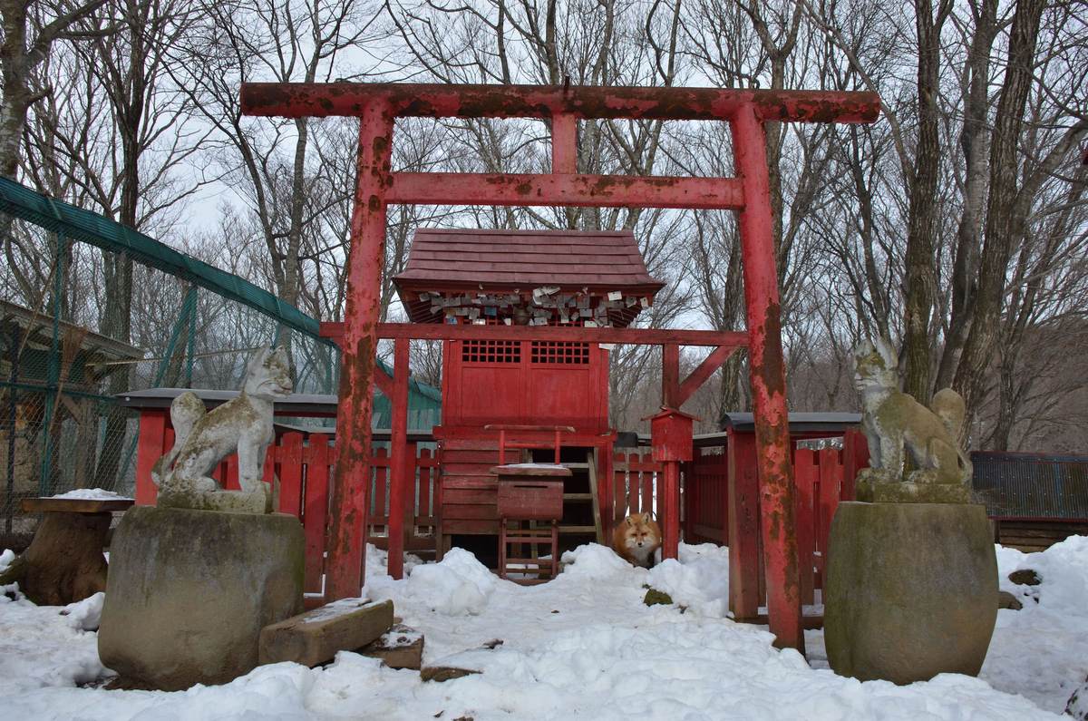 藏王狐狸村園內的紅色鳥居與小神社,神社屋簷下掛滿一排排繪馬,鳥居兩側的石座上各有一尊石雕狐狸;雪地中央一隻紅狐坐在神社前,左後方是綠色網狀圍籬與落葉的雜木林